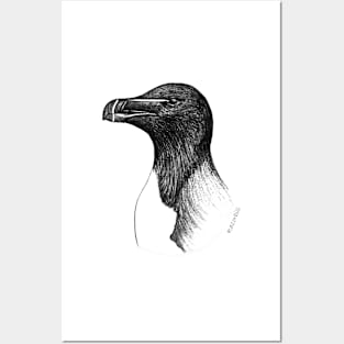 Razorbill (Alca torda) - white Posters and Art